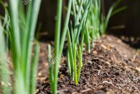 Red Onions Growing In Backyard Garden Stock Photo 231214420 throughout proportions 866 X 1390