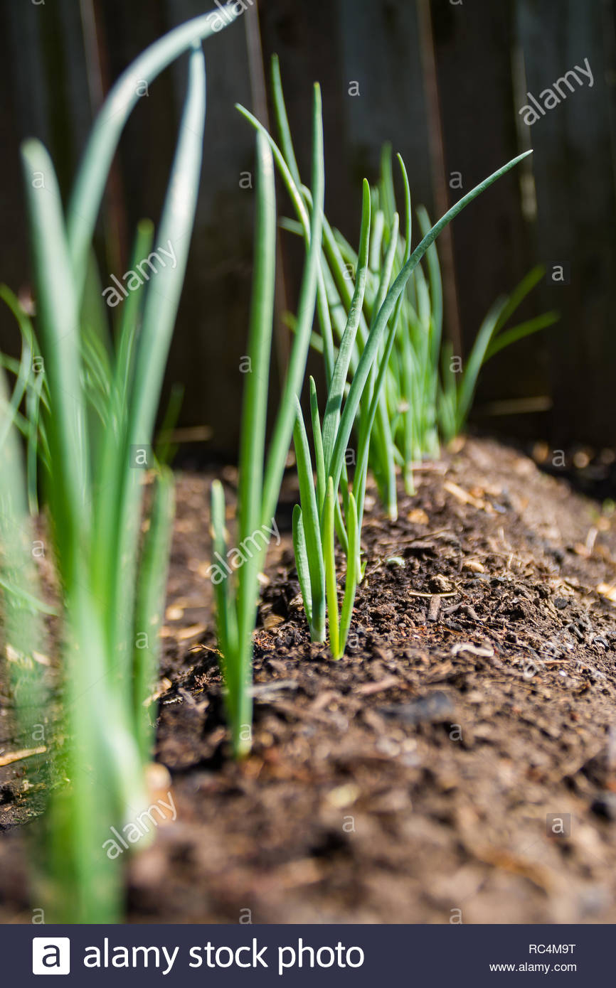 Red Onions Growing In Backyard Garden Stock Photo 231214420 throughout proportions 866 X 1390