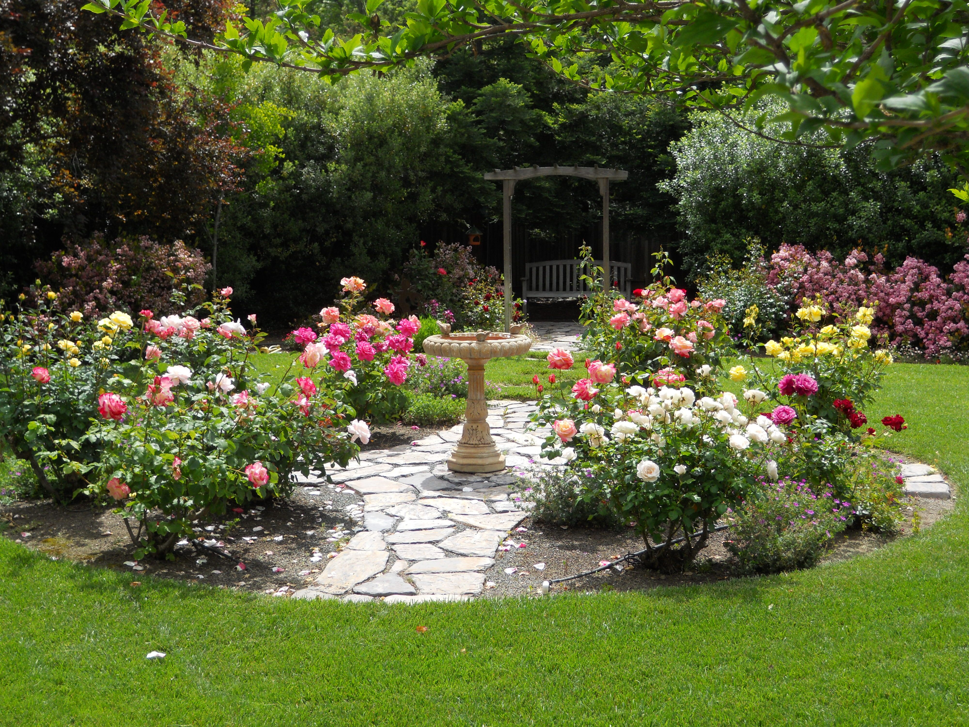 Simple Design Ideas Rose Garden Plans My Garden Rose with dimensions 4000 X 3000
