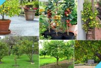 Small Garden Fruit Trees Ideas Garden Ideas with dimensions 1280 X 720