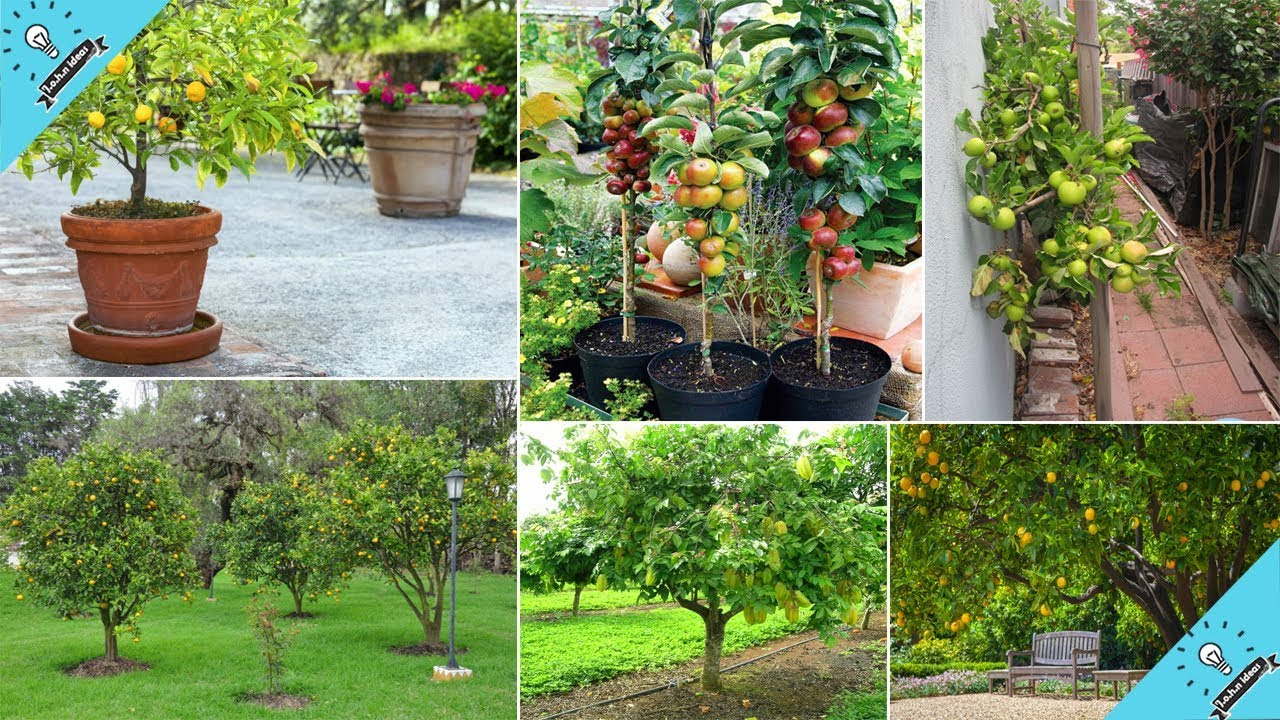 Small Garden Fruit Trees Ideas Garden Ideas with dimensions 1280 X 720