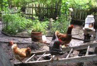 The Benefits Of Backyard Chickens intended for measurements 1600 X 1200