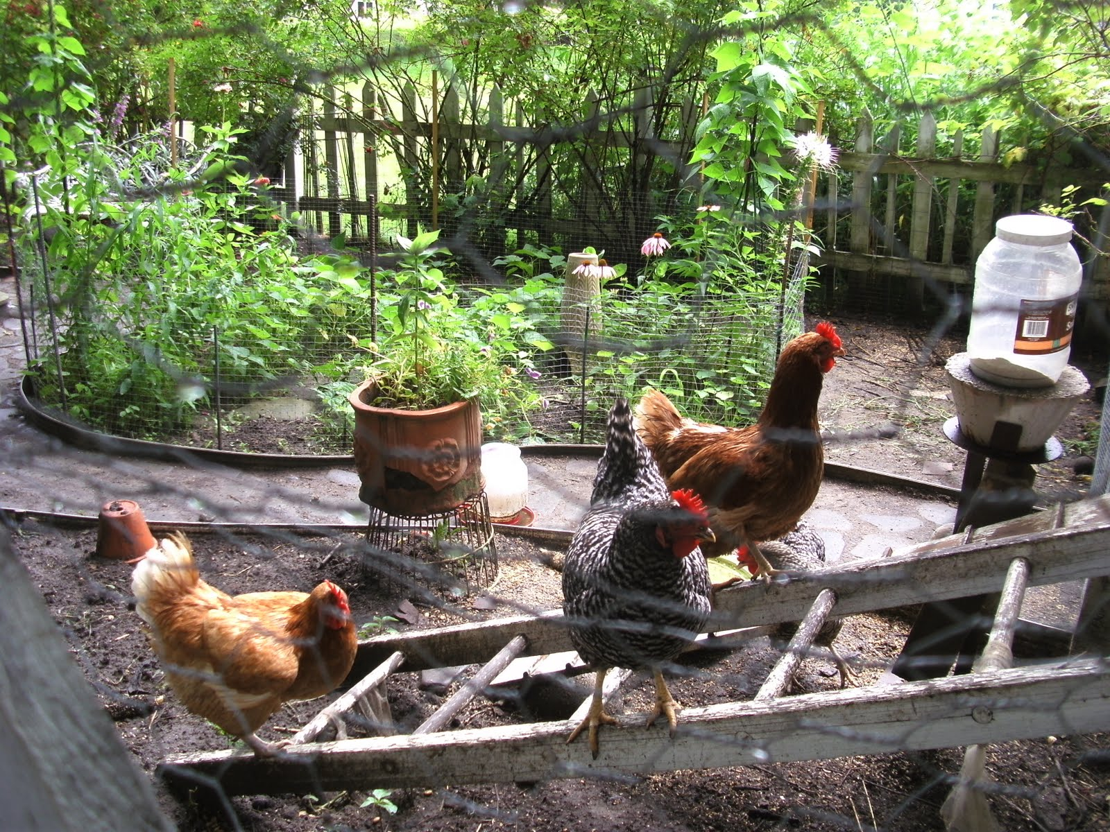 The Benefits Of Backyard Chickens intended for measurements 1600 X 1200