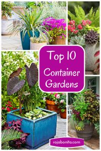 Top 10 Container Gardens For Your Patio Rojabonita with regard to proportions 735 X 1102