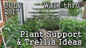 Trellis Plant Support Ideas 2017 July Urban Garden Edible Landscape Albopepper Walk Thru within proportions 1280 X 720