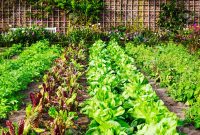 Vegetable Garden In Late Summer Herbs Flowers And Vegetables in dimensions 1300 X 866