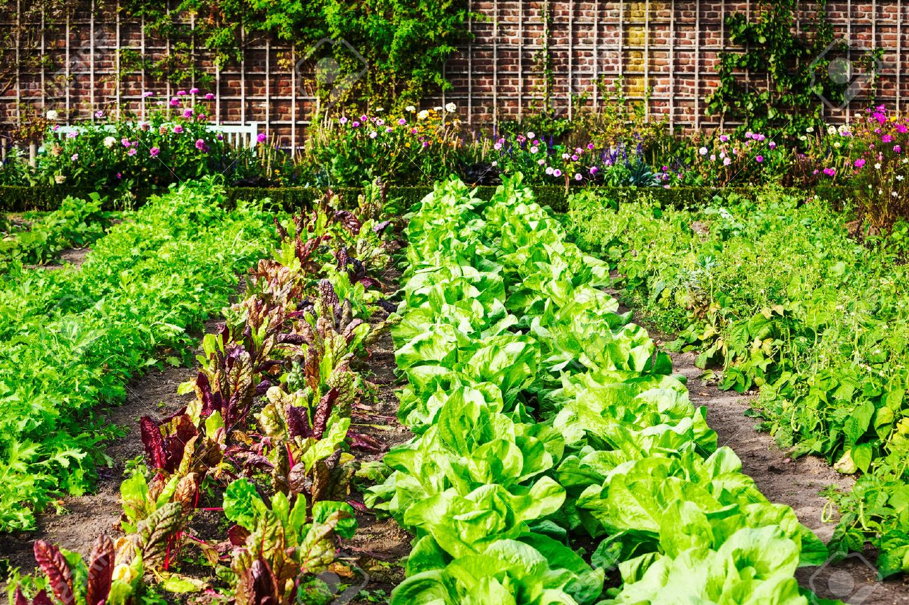 Vegetable Garden In Late Summer Herbs Flowers And Vegetables in dimensions 1300 X 866