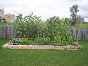 Vegetable Gardening Tips For Beginners inside size 1024 X 768