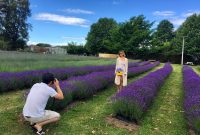 We Have A Whole Field Of Blooming Lavender At Moment with regard to proportions 3264 X 2450