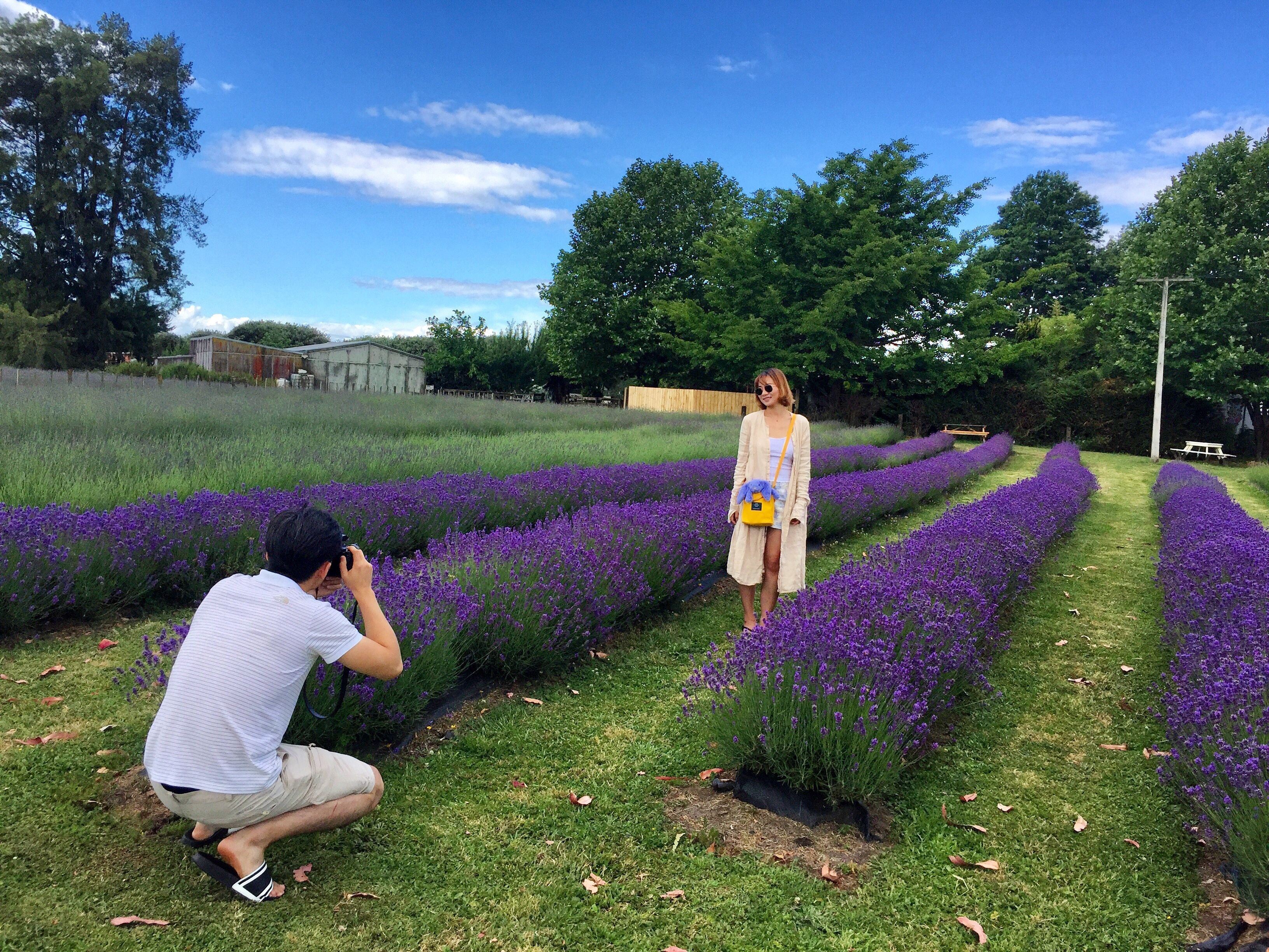 We Have A Whole Field Of Blooming Lavender At Moment with regard to proportions 3264 X 2450