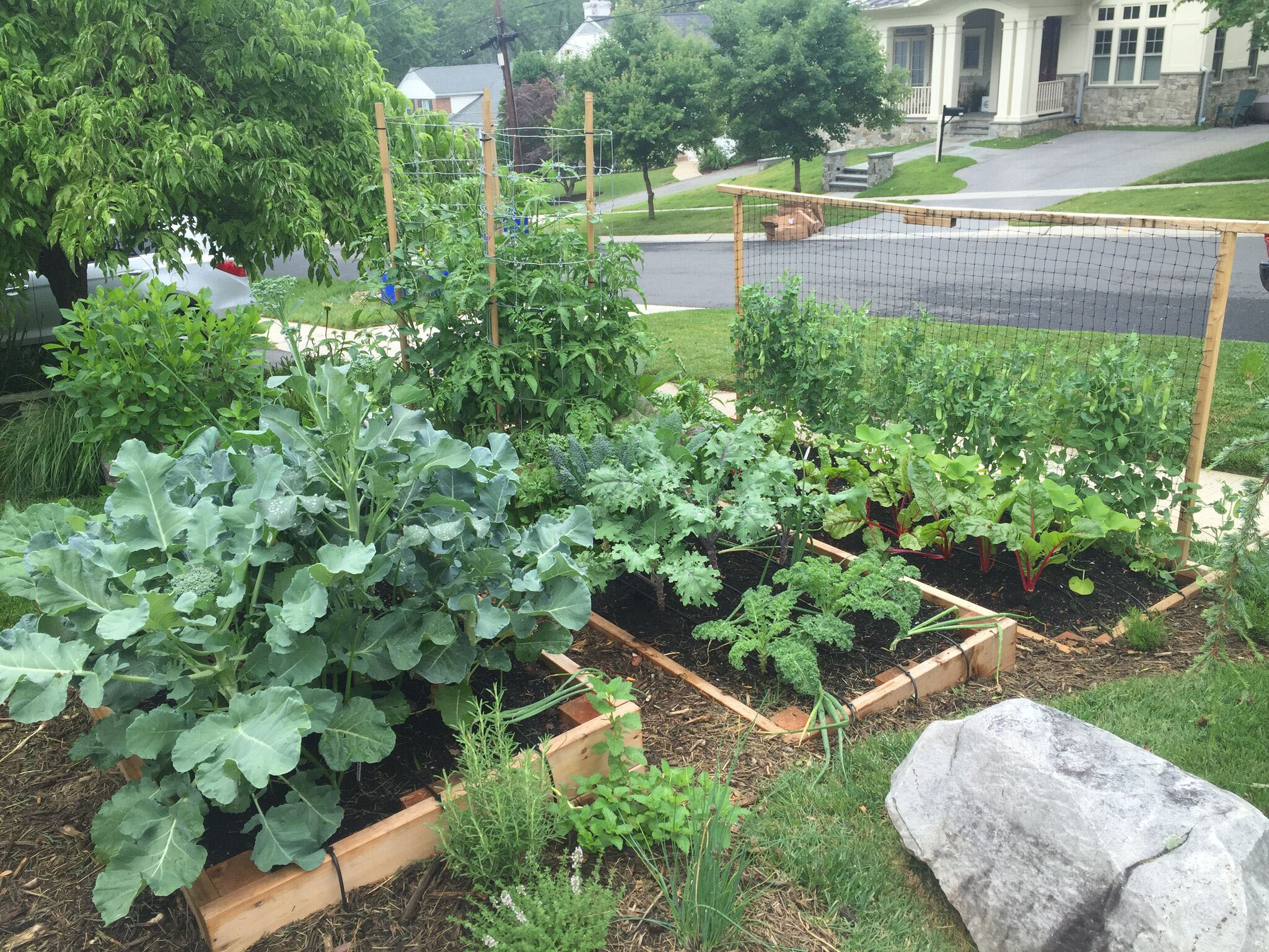 Why You Should Plant A Front Yard Veggie Garden with regard to measurements 2048 X 1536