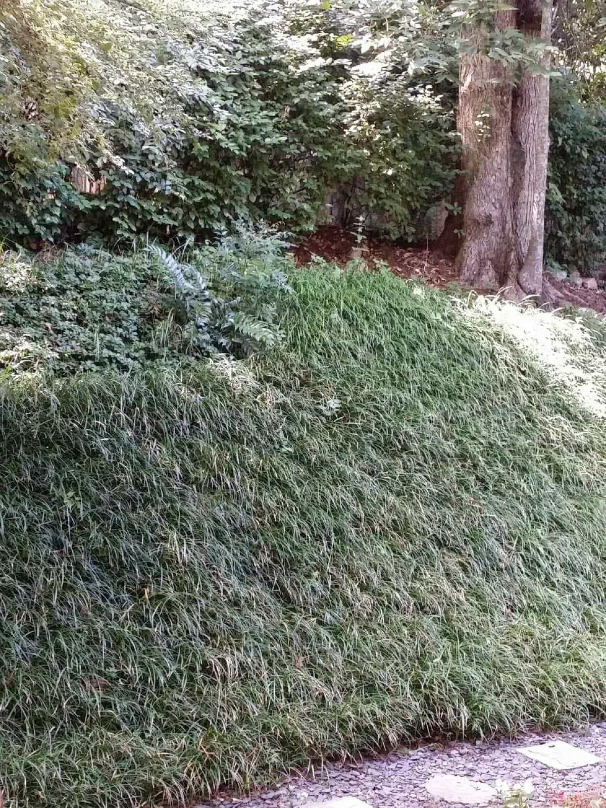 A Hillside Garden With Ground Cover Plants Ground Cover in sizing 1200 X 1600