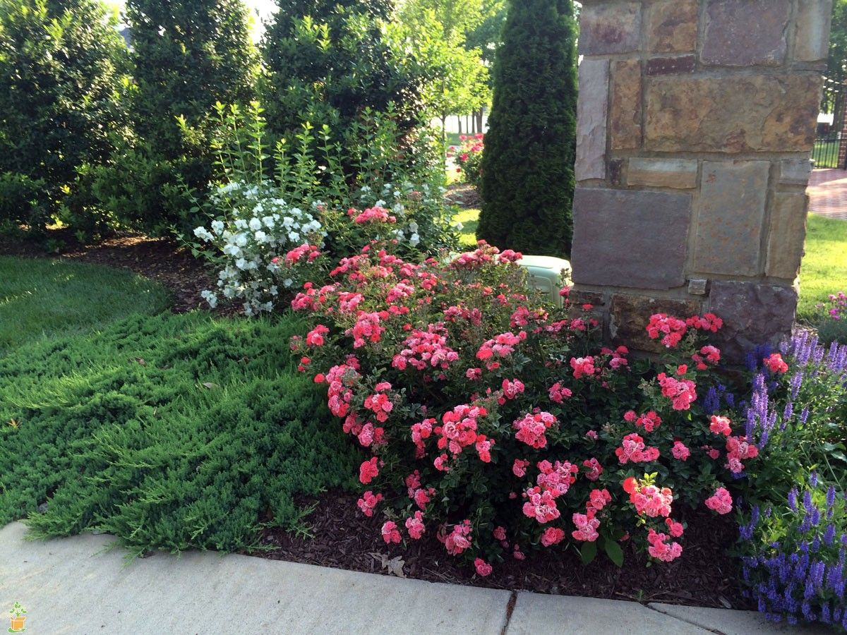 Coral Drift Rose Bushes Drift Roses Planting Roses regarding measurements 1200 X 900