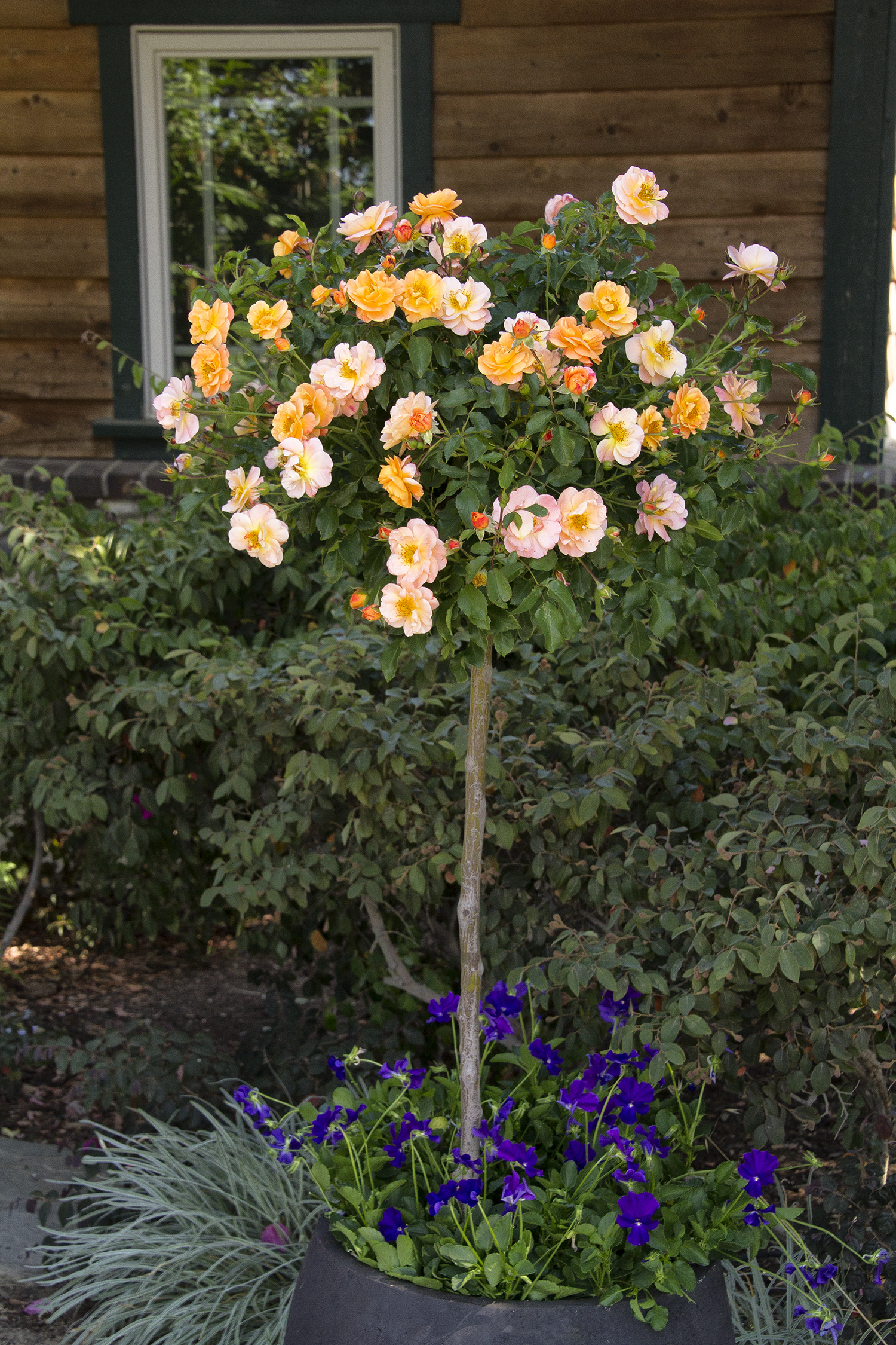 Flower Carpet Amber Groundcover Rose Monrovia Flower for measurements 1500 X 2250