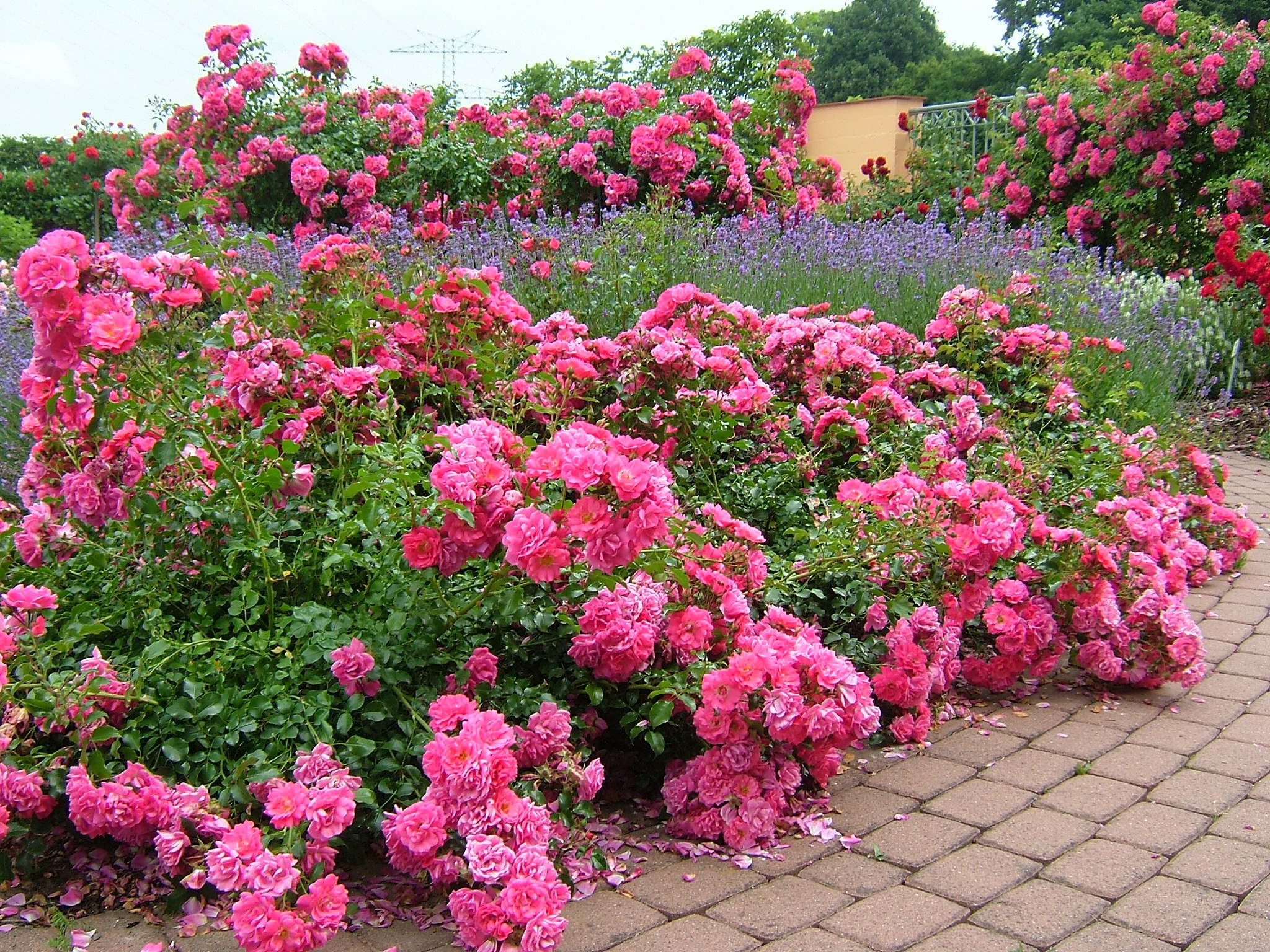 Flower Carpet Pink Groundcover Rose With Lavender Along regarding measurements 2048 X 1536