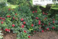 Flower Carpet Roses Are Perfect For Slopes Easy Garden within sizing 1438 X 1041