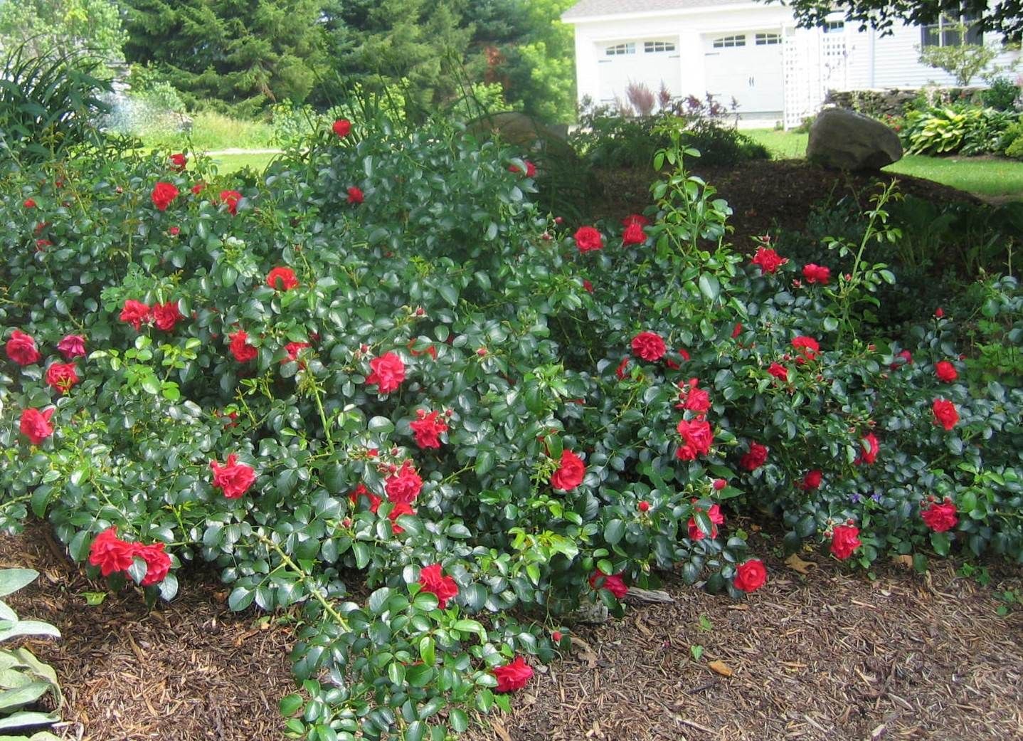 Flower Carpet Roses Are Perfect For Slopes Easy Garden within sizing 1438 X 1041