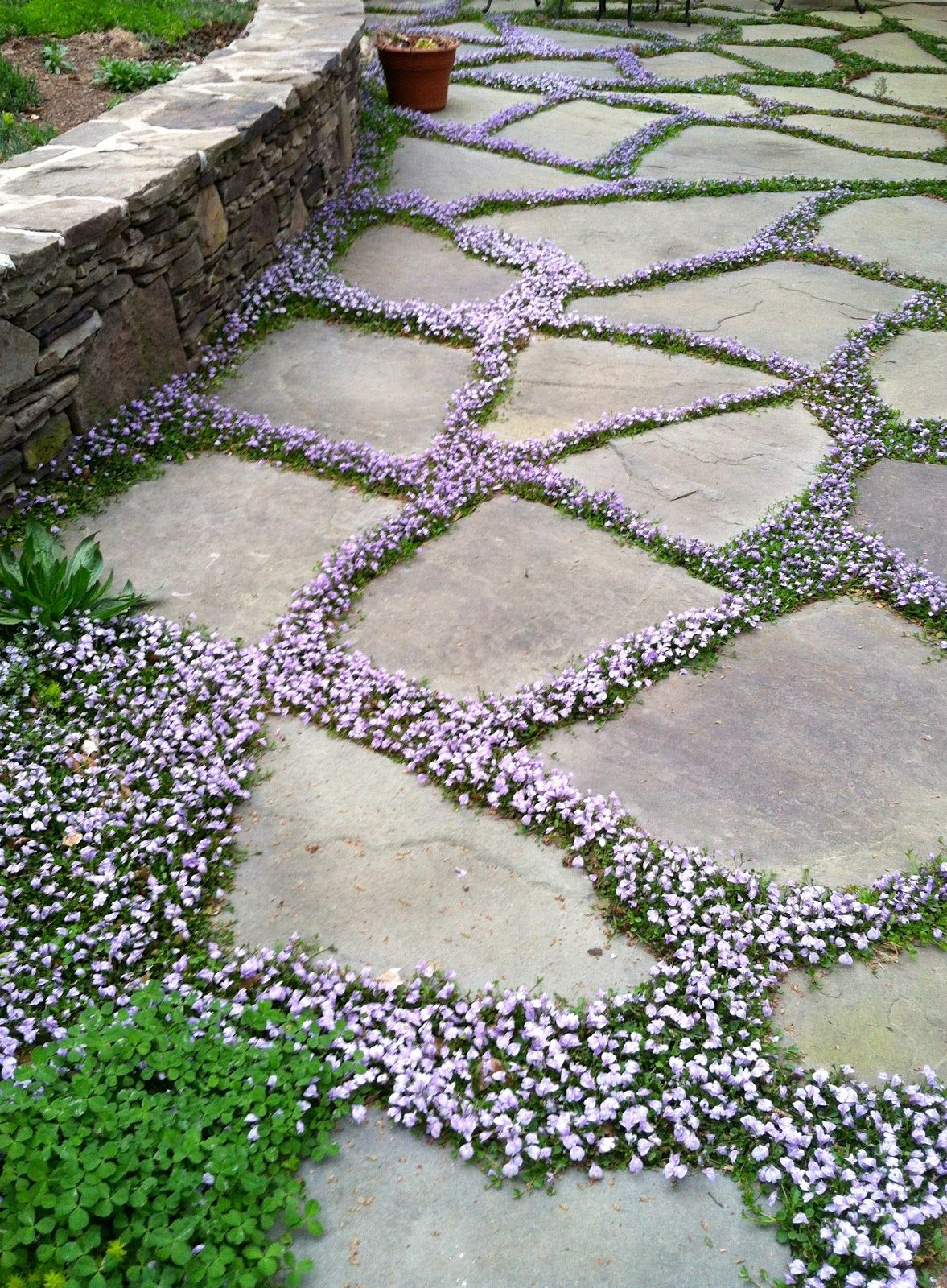 Ground Cover Grows In Between The Stones Back Yard pertaining to size 1177 X 1600