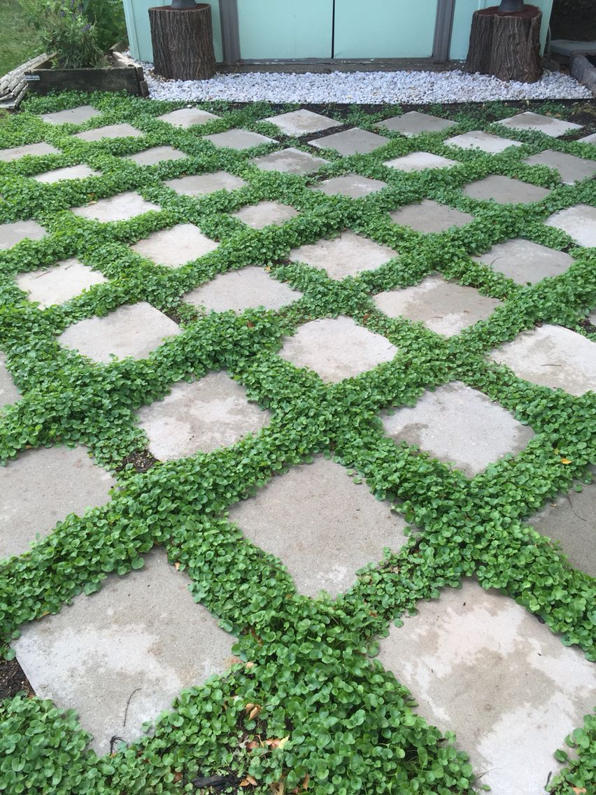 Low Maintenance Ground Cover Dichondra Seeds Between with regard to proportions 852 X 1136