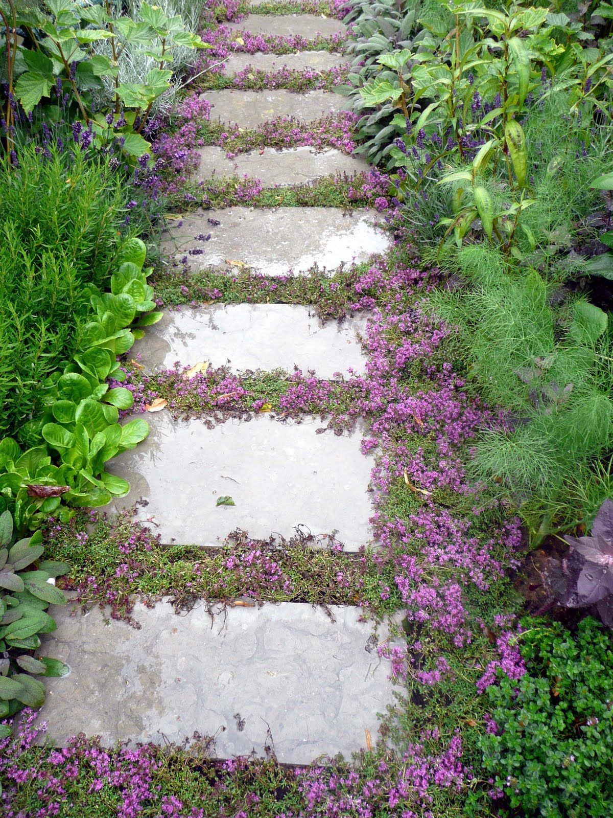 Top 10 Plants And Ground Cover For Your Paths And Walkways intended for proportions 1200 X 1600