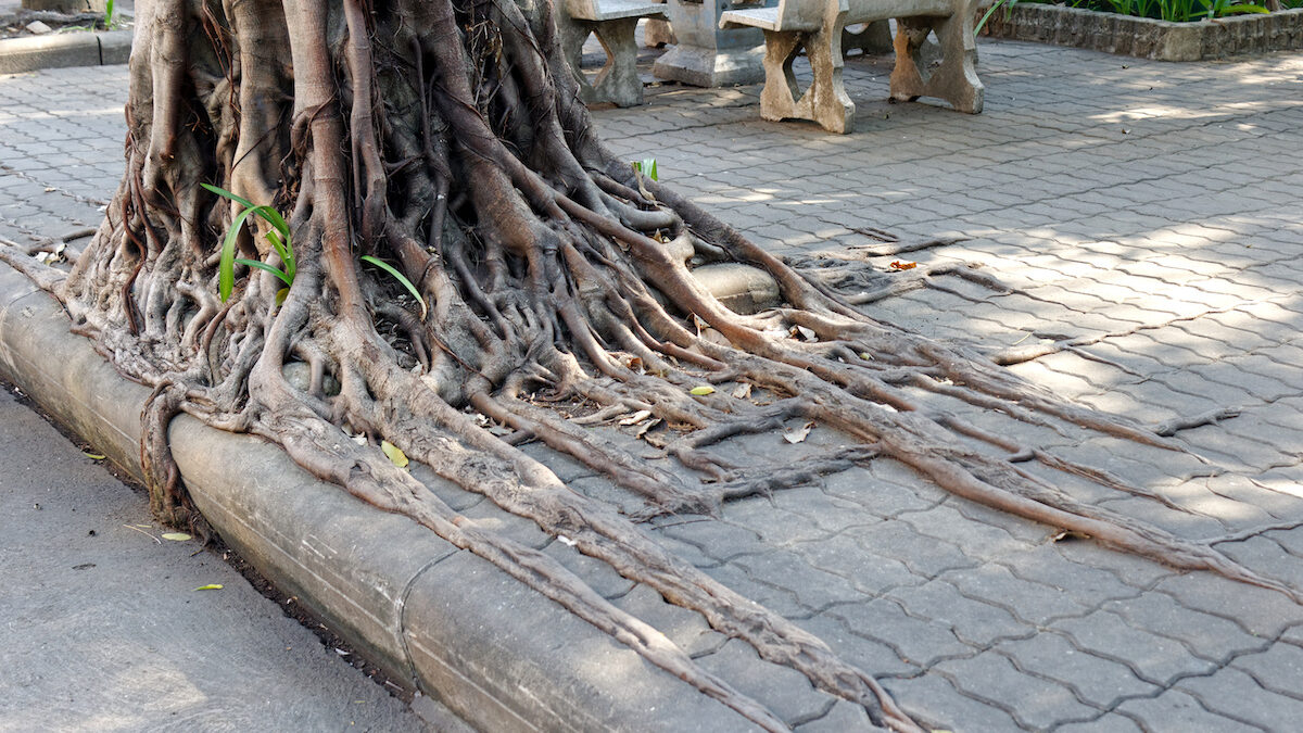 Top Four Ways Tree Roots Can Damage Your Property Forever inside dimensions 1200 X 675