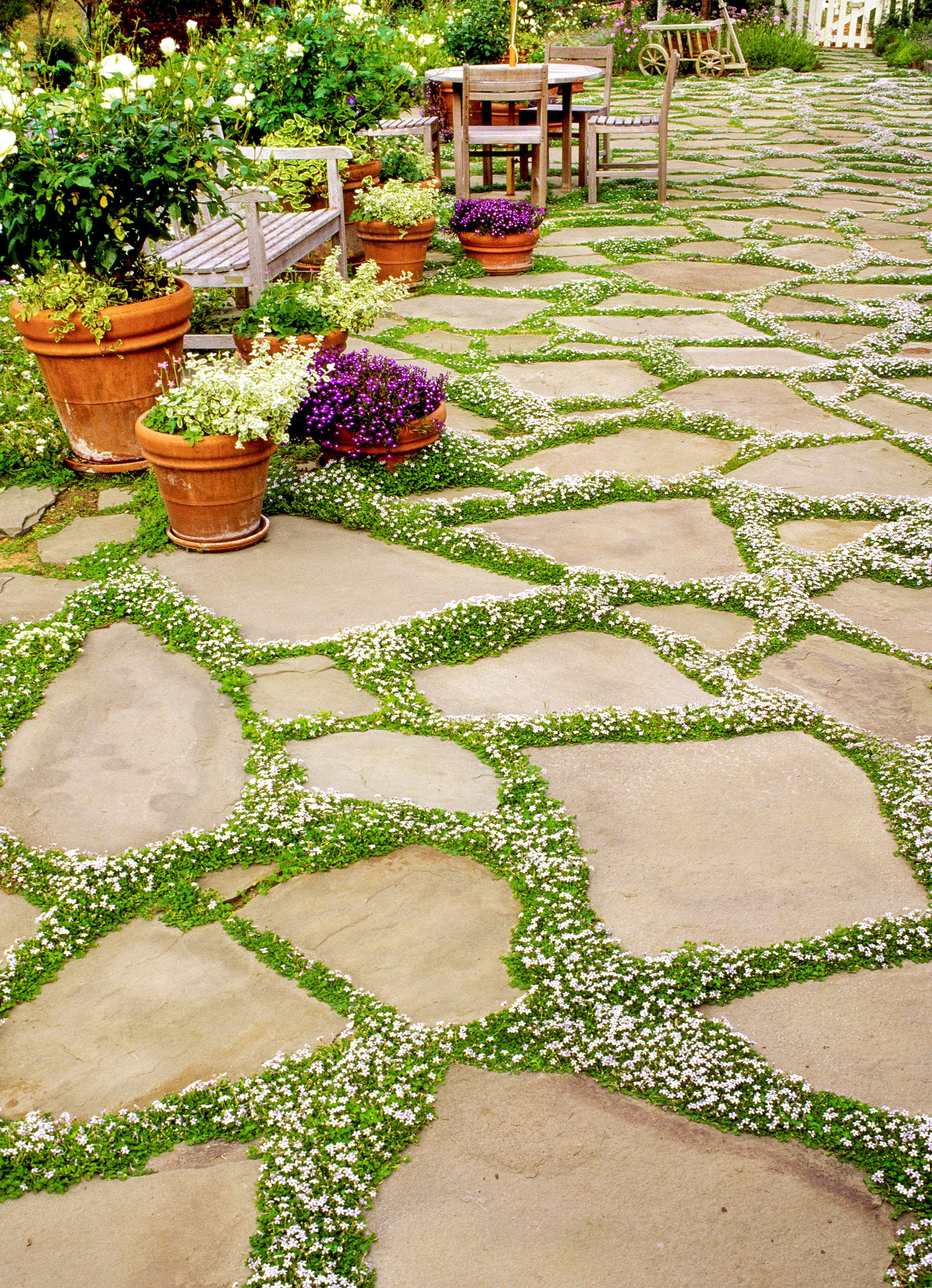 Use Plants Instead Of Mortar Or Gravel On Outdoor Floors within size 2171 X 3000